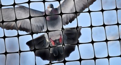 Image showing  14 ft. x 200 ft. Heavy-Duty Plastic Bird Netting