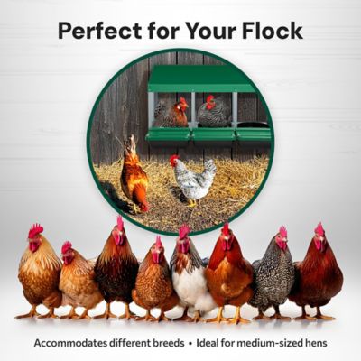 Image showing  Classic 3-Compartment Chicken Nesting Box with Perch Lids