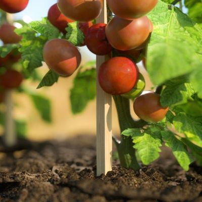 Image showing  3 ft. Wood Garden Stakes, 25-Pack