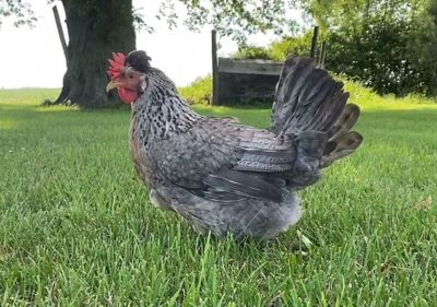 Hoover's Hatchery Live Cream Legbar Baby Chicks, 10 ct.