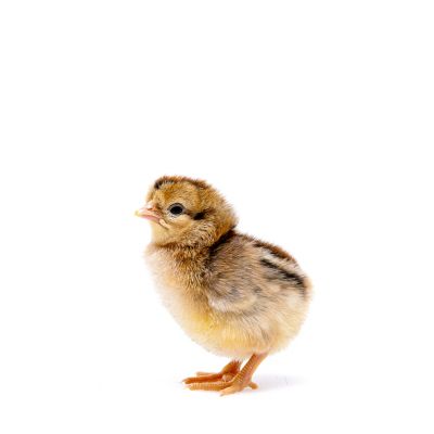 Image showing  Live Cream Legbar Baby Chicks, 10 ct.