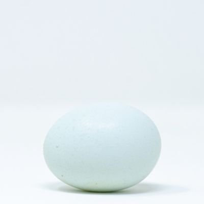 Image showing  Live Cream Legbar Baby Chicks, 10 ct.