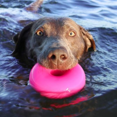 Image showing  Dawg-Nut XL Indestructible Rubber Retrieving Dog Toy