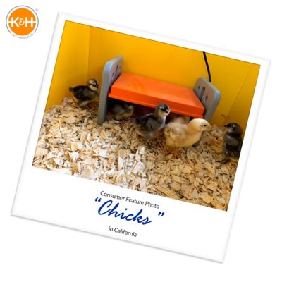 Image showing  Thermo-Poultry Brooder, Gray/Orange
