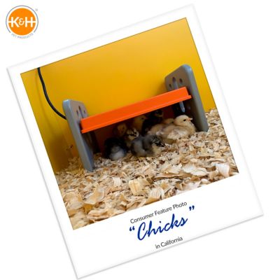 Image showing 7 th K&H Pet Products Thermo-Poultry Brooder, Gray/Orange