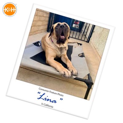 Image showing  Original Camo Elevated Cot Pet Bed