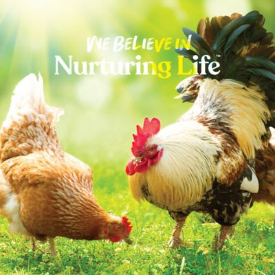 Image showing 6 th Manna Pro Hydro Hen Poultry Drinking Water Supplement, 20 oz.