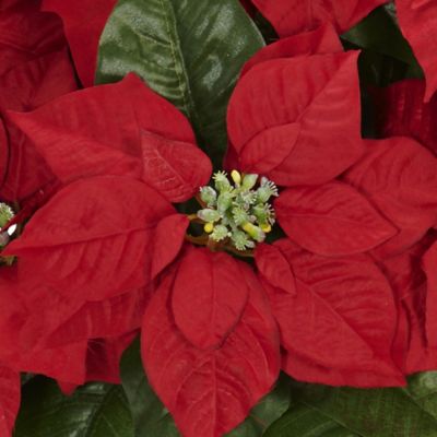 Image showing  17 in. Poinsettia with White Wash Planter Silk Arrangement