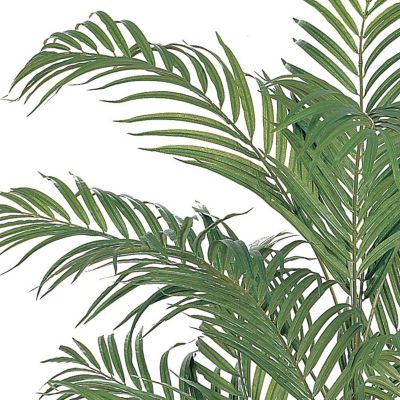 Image showing  4 ft. Areca Silk Palm Tree