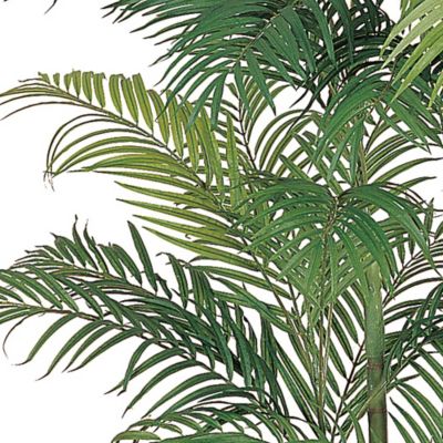 Image showing  6 ft. Areca Silk Palm Tree