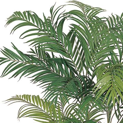 Image showing  6 ft. Areca Silk Palm Tree