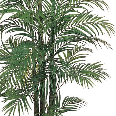 Image showing  6 ft. Areca Silk Palm Tree