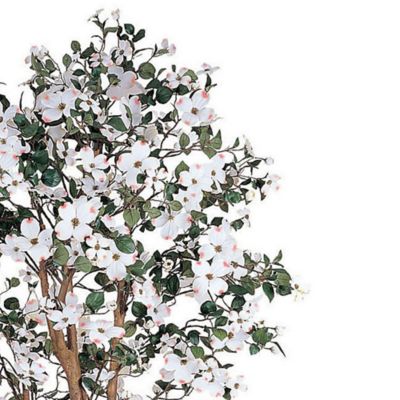 Image showing  5 ft. Dogwood Silk Tree