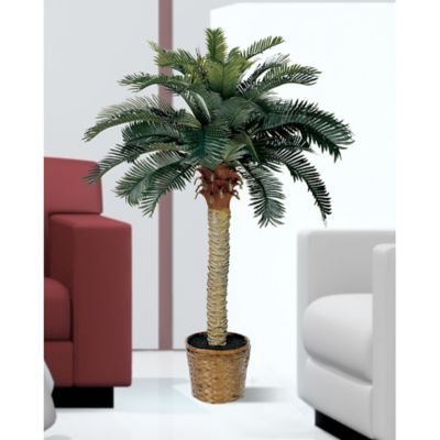 Image showing  4 ft. Sago Silk Palm Tree