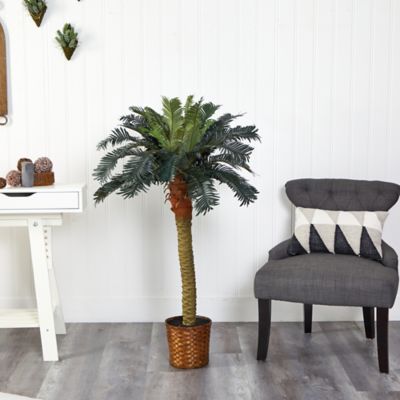 Image showing  4 ft. Sago Silk Palm Tree