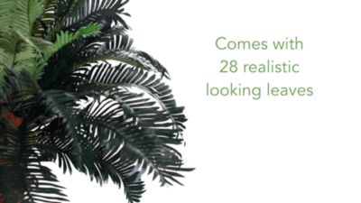 Image showing  4 ft. Sago Silk Palm Tree