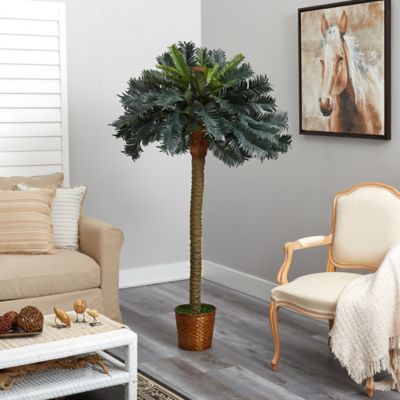 Image showing  6 ft. Sago Palm Silk Tree