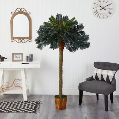 Image showing  6 ft. Sago Palm Silk Tree