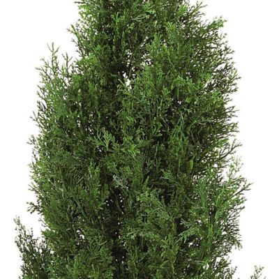 Image showing  4 ft. Cedar Silk Tree, Indoor/Outdoor