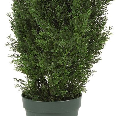 Image showing  4 ft. Cedar Silk Tree, Indoor/Outdoor
