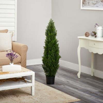 Image showing  4 ft. Cedar Silk Tree, Indoor/Outdoor