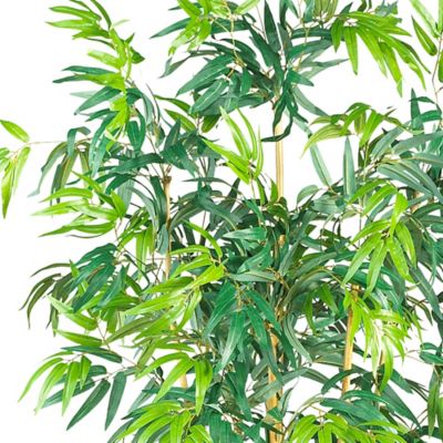 Image showing  6 ft. Bambusa Bamboo Silk Tree