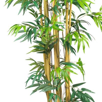 Image showing  6 ft. Bambusa Bamboo Silk Tree