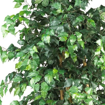 Image showing  6 ft. Palace Style Ficus Silk Tree