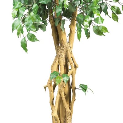 Image showing  6 ft. Palace Style Ficus Silk Tree