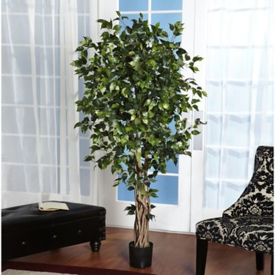 Image showing  6 ft. Palace Style Ficus Silk Tree