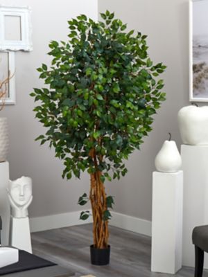 Image showing  6 ft. Palace Style Ficus Silk Tree