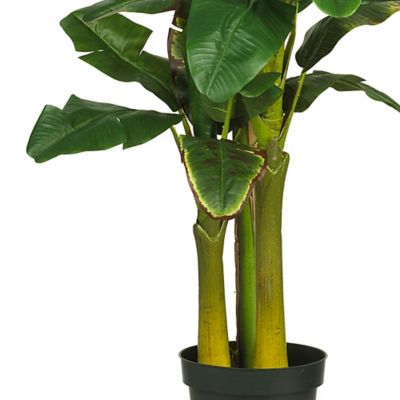 Image showing  6 ft. Triple Stalk Banana Silk Tree