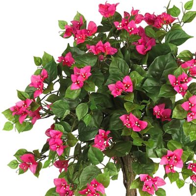 Image showing  5 ft. Mini Bougainvillea Topiary