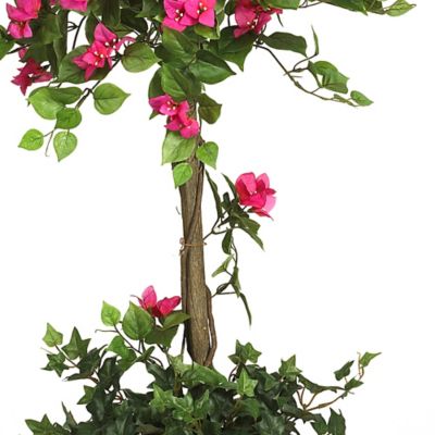 Image showing  5 ft. Mini Bougainvillea Topiary
