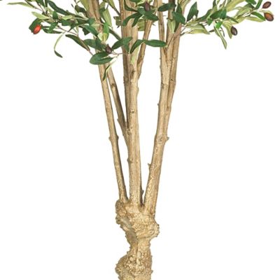 Image showing  5 ft. Olive Silk Tree