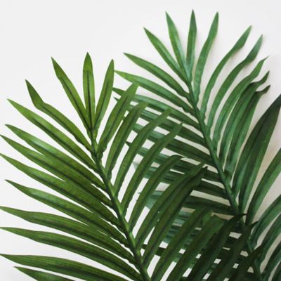 Image showing  5 ft. Paradise Palm