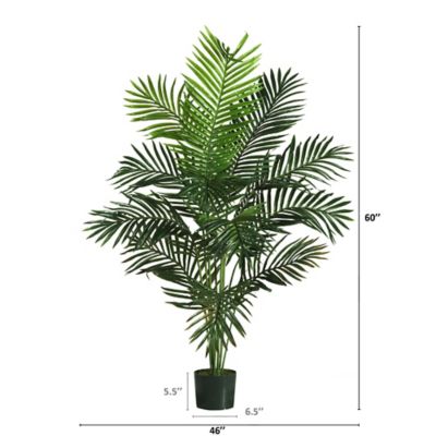 Image showing  5 ft. Paradise Palm