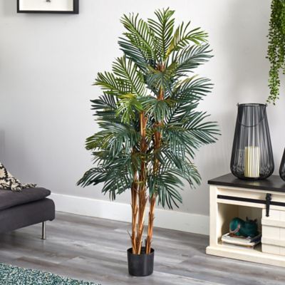 Image showing  5 ft. Robellini Palm Silk Tree