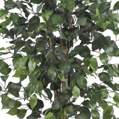 Image showing  4 ft. Ficus Silk Tree, 504 Leaves