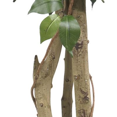 Image showing  4 ft. Ficus Silk Tree, 504 Leaves