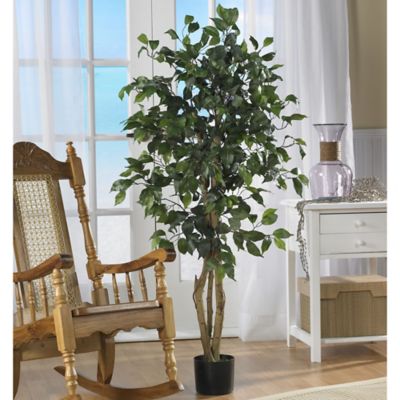 Image showing  4 ft. Ficus Silk Tree, 504 Leaves