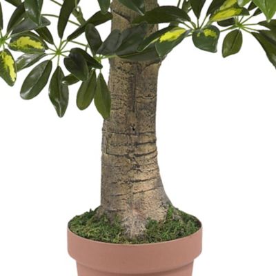 Image showing  4 ft. Schefflera Silk Tree