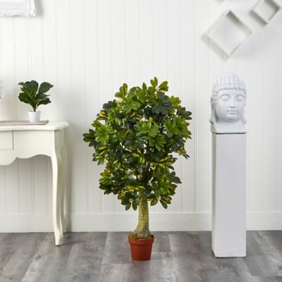 Image showing  4 ft. Schefflera Silk Tree