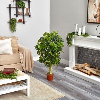 Image showing  4 ft. Schefflera Silk Tree