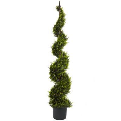 Image showing  5 ft. Cypress Spiral Tree