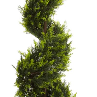 Image showing  5 ft. Cypress Spiral Tree