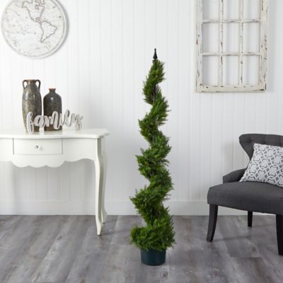 Image showing  5 ft. Cypress Spiral Tree