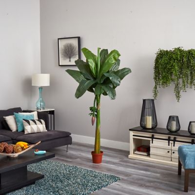 Image showing  6 ft. Banana Silk Tree