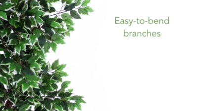 Image showing  6 ft. Variegated Ficus Tree