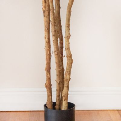Image showing  6 ft. Fiddle Leaf Fig Tree